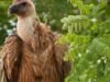 kền kền Griffon sẽ trở về lãnh thổ ban đầu của nó