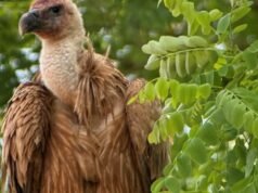kền kền Griffon sẽ trở về lãnh thổ ban đầu của nó