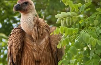 kền kền Griffon sẽ trở về lãnh thổ ban đầu của nó