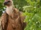 kền kền Griffon sẽ trở về lãnh thổ ban đầu của nó