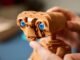 LEGO ra mắt bộ ET gồm 1.226 mảnh với mức giá (gần như) hợp lý