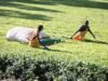Nông dân kêu gọi Hội đồng Chè Kenya loại bỏ mức thuế mới