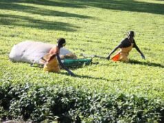 Nông dân kêu gọi Hội đồng Chè Kenya loại bỏ mức thuế mới