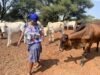 Bò, viên kim cương nâu của Botswana, tỏa sáng trong nền kinh tế mới