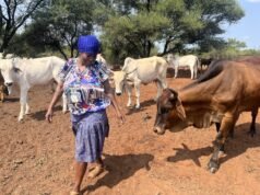 Bò, viên kim cương nâu của Botswana, tỏa sáng trong nền kinh tế mới