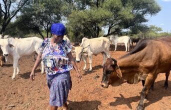 Bò, viên kim cương nâu của Botswana, tỏa sáng trong nền kinh tế mới