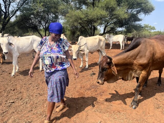 Bò, viên kim cương nâu của Botswana, tỏa sáng trong
