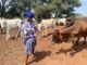 Bò, viên kim cương nâu của Botswana, tỏa sáng trong nền kinh tế mới