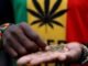 Cần sa công nghiệp ở Ghana?
