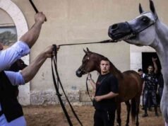“Trong máu của chúng tôi”: Người Palestine duy trì văn hóa ngựa bất chấp mọi khó khăn