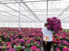 Mê cung quy định làm chậm nỗ lực của Kenya nhằm tăng xuất khẩu sang EU