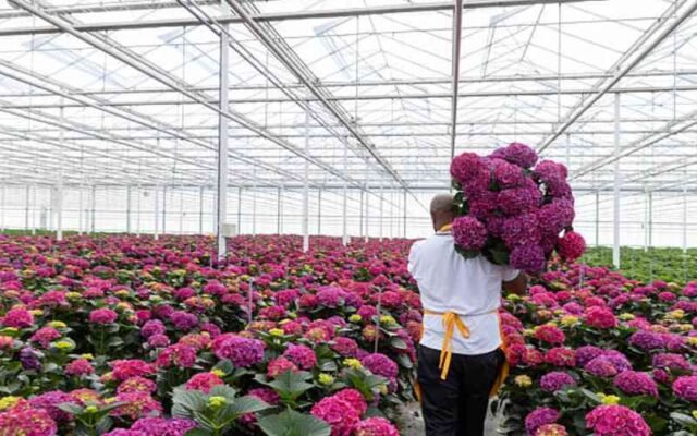 Mê cung quy định làm chậm nỗ lực của Kenya