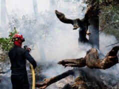 Môi trường. Fontainebleau, Ardèche… những quỹ giải thưởng này được ra mắt để cứu các khu rừng ở Pháp