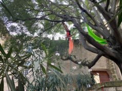 Myla Al Messa, nghệ thuật khiêu vũ trong không trọng lượng với cây hackberry 300 tuổi ở Avignon
