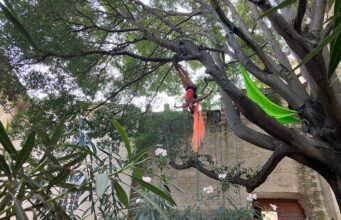 Myla Al Messa, nghệ thuật khiêu vũ trong không trọng lượng với cây hackberry 300 tuổi ở Avignon