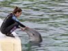 cá heo từ Marineland Antibes đã bắt đầu được chuyển đi
