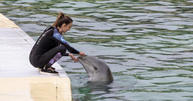 cá heo từ Marineland Antibes đã bắt đầu được chuyển