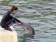 cá heo từ Marineland Antibes đã bắt đầu được chuyển đi