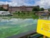Alsace. Cảnh giác với sự quay trở lại của vi khuẩn lam ở hồ Vosges