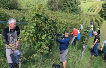 Alsace. Vụ thu hoạch đến sớm, Alsace Vendanges mở cửa ngày càng sớm hơn