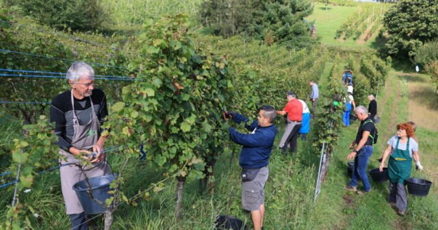 Alsace. Vụ thu hoạch đến sớm, Alsace Vendanges mở cửa