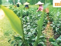 Đồn điền trà, tu viện và núi: tại sao vùng đông bắc Ấn Độ lại hấp dẫn du khách Ấn Độ