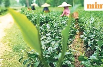 Đồn điền trà, tu viện và núi: tại sao vùng đông bắc Ấn Độ lại hấp dẫn du khách Ấn Độ
