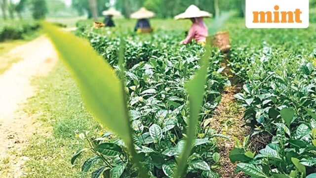 Đồn điền trà, tu viện và núi: tại sao vùng