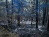 Fontainebleau, Var… đã đốt cháy hơn 42.000 ha vào giữa tháng 7, một kỷ lục