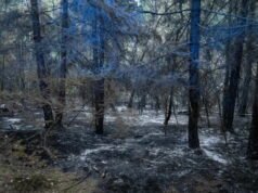 Fontainebleau, Var… đã đốt cháy hơn 42.000 ha vào giữa tháng 7, một kỷ lục