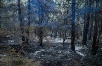 Fontainebleau, Var… đã đốt cháy hơn 42.000 ha vào giữa tháng 7, một kỷ lục