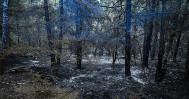 Fontainebleau, Var... đã đốt cháy hơn 42.000 ha vào giữa
