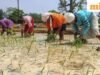 Khoảng cách gieo trồng ở Kharif thu hẹp nhưng diện tích vẫn thấp hơn năm ngoái