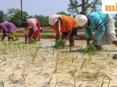 Khoảng cách gieo trồng ở Kharif thu hẹp nhưng diện tích vẫn thấp hơn năm ngoái
