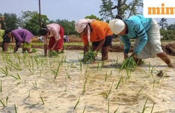 Khoảng cách gieo trồng ở Kharif thu hẹp nhưng diện tích vẫn thấp hơn năm ngoái