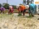 Khoảng cách gieo trồng ở Kharif thu hẹp nhưng diện tích vẫn thấp hơn năm ngoái