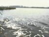Trở lại “Chernobasel”. Thảm họa Sandoz và “cái chết thứ hai” của sông Rhine