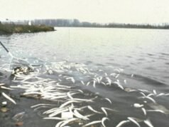 Trở lại “Chernobasel”. Thảm họa Sandoz và “cái chết thứ hai” của sông Rhine