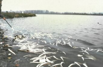 Trở lại “Chernobasel”. Thảm họa Sandoz và “cái chết thứ hai” của sông Rhine