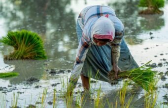 Việc gieo trồng Kharif chậm lại do mưa rải rác trong khi lúa và hạt có dầu giảm mạnh
