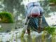 Việc gieo trồng Kharif chậm lại do mưa rải rác trong khi lúa và hạt có dầu giảm mạnh