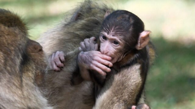 đã có khoảng mười đứa trẻ được sinh ra trong