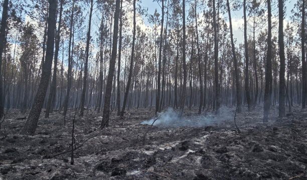 Fumaroles trong một khu rừng gần Lège-Cap-Feret. Ảnh EBRA /Alexandra Simard